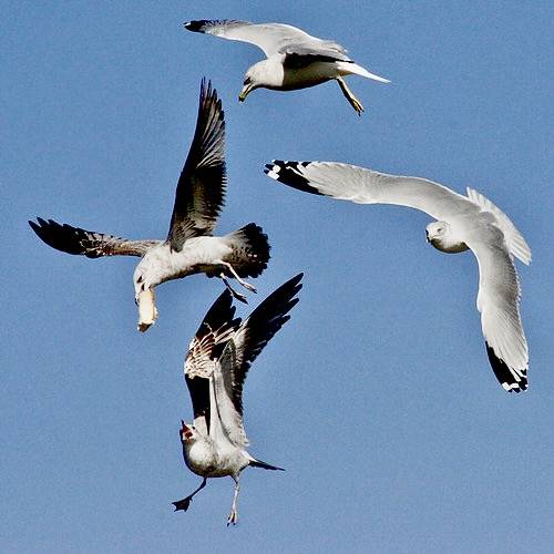 seagulls scrapping by ViaMoi is licensed under CC BY-NC-ND 2.0.